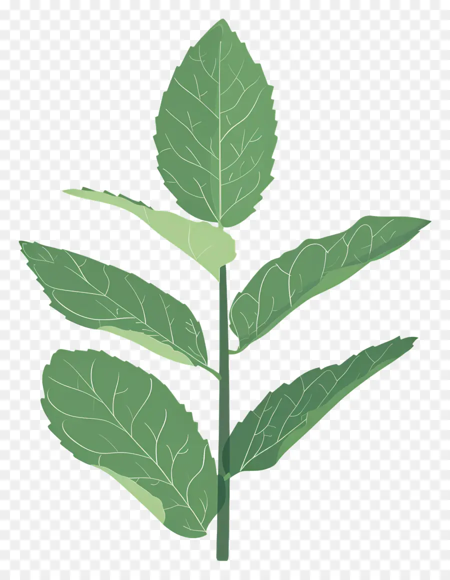 Menthe En Feuilles，Feuille Verte PNG