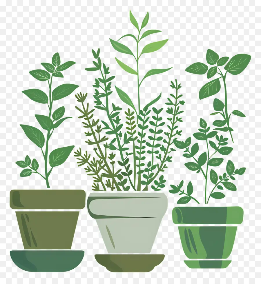 Jardin D'herbes Aromatiques，Herbes En Pot PNG