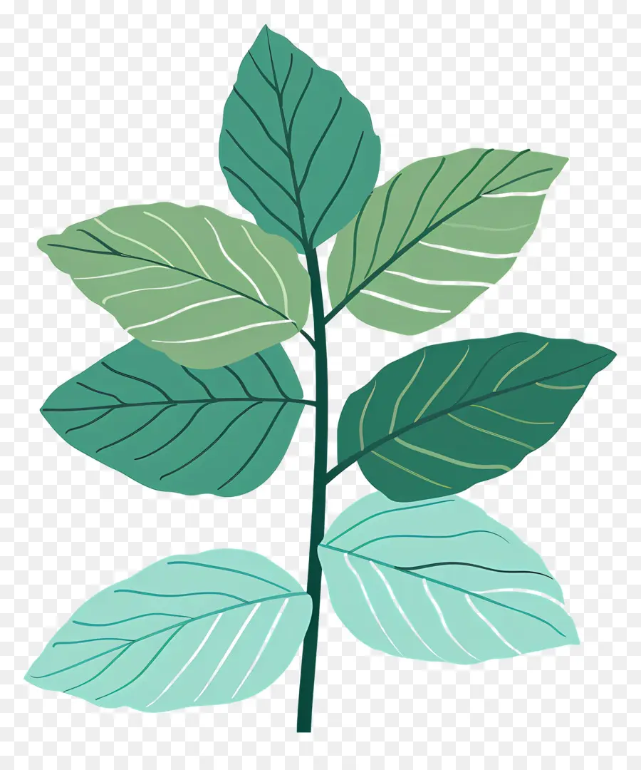 Menthe En Feuilles，Plante Verte PNG