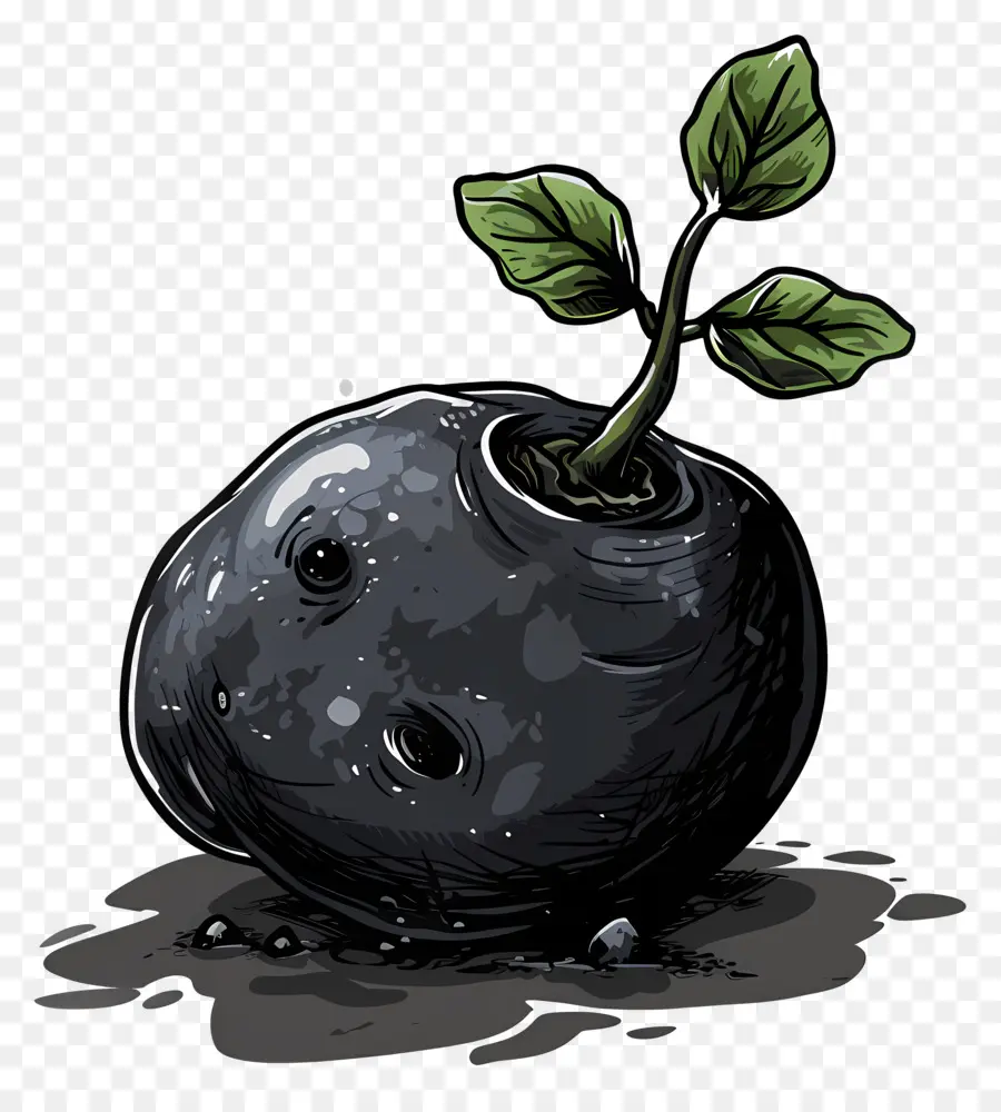 Pomme De Terre，Fruits Noirs Avec Pousse PNG