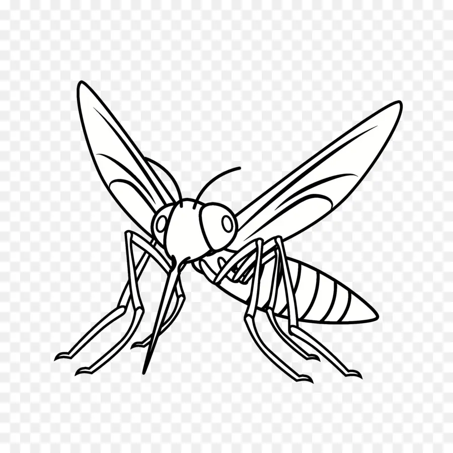 Moustique，Les Insectes PNG