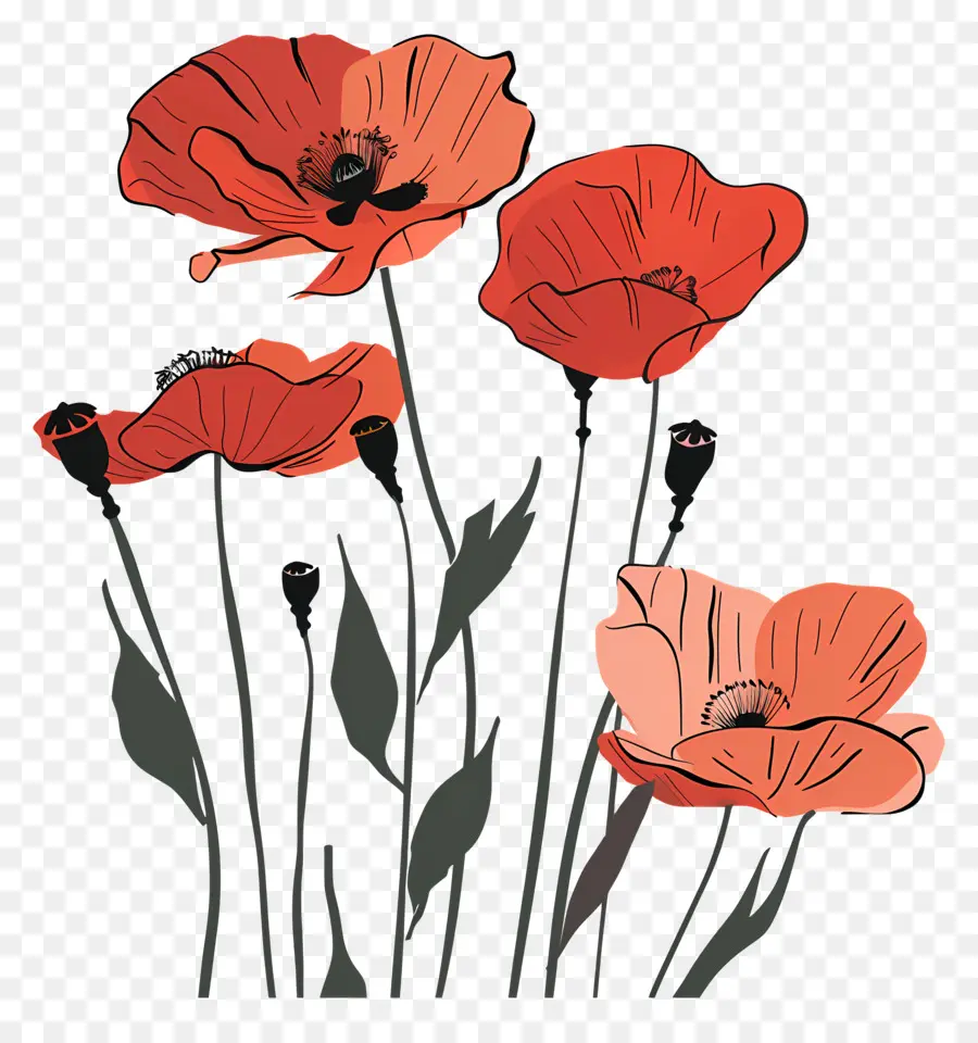 Coquelicots，Coquelicots Rouges PNG