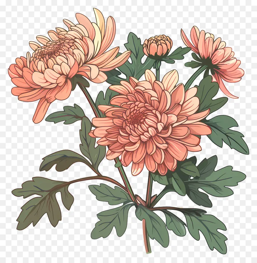 Chrysanthème，Fleur PNG