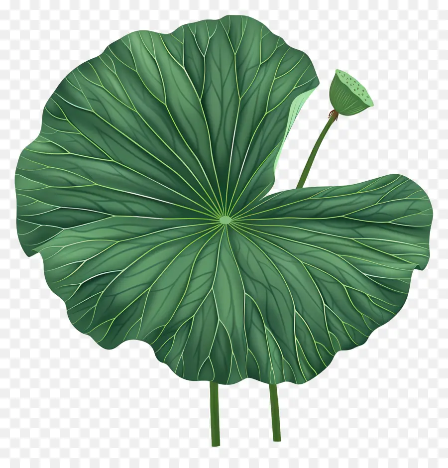 Feuille De Lotus，Feuille Verte PNG