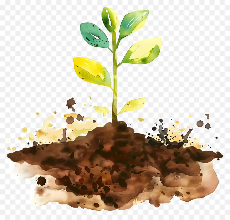 Sol，Petite Plante PNG