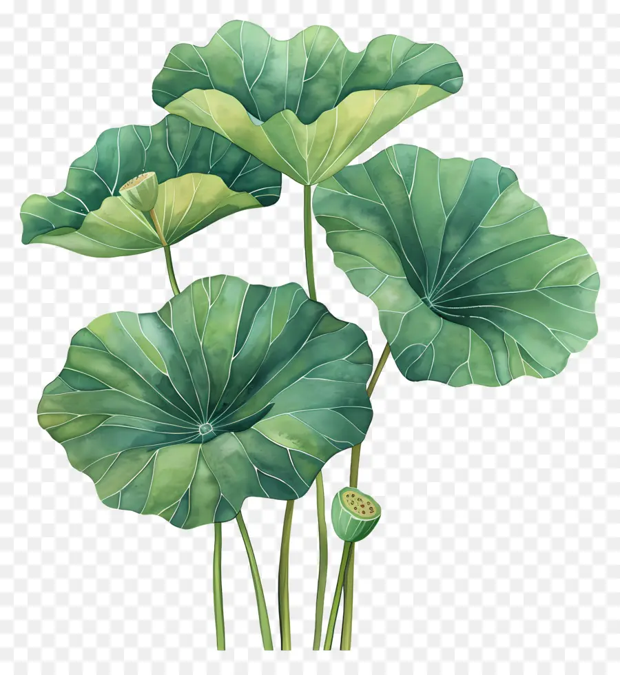 Feuille De Lotus，Des Fleurs De Lotus PNG