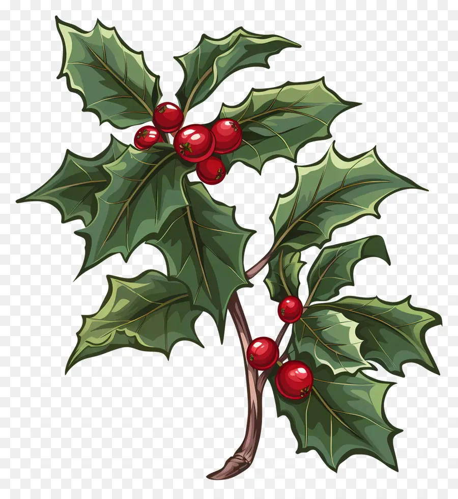 Plante De Houx De Noël，Plante De Houx PNG