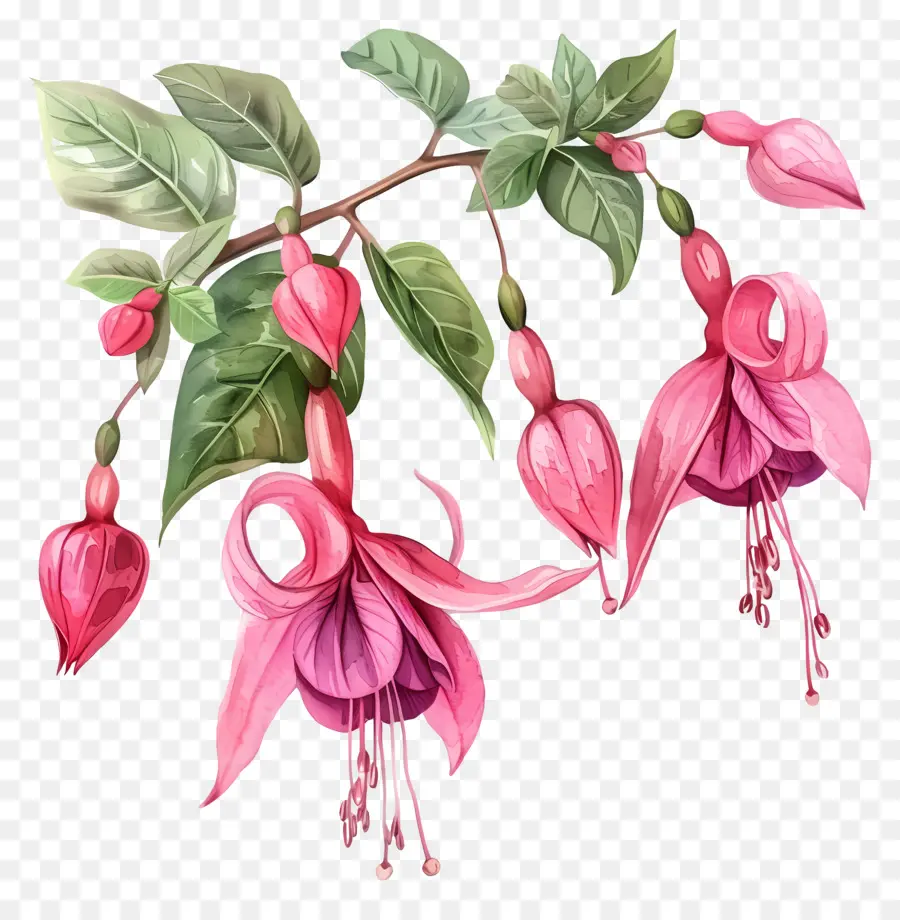 Fuchsia Fleurs，Peinture à L'aquarelle PNG