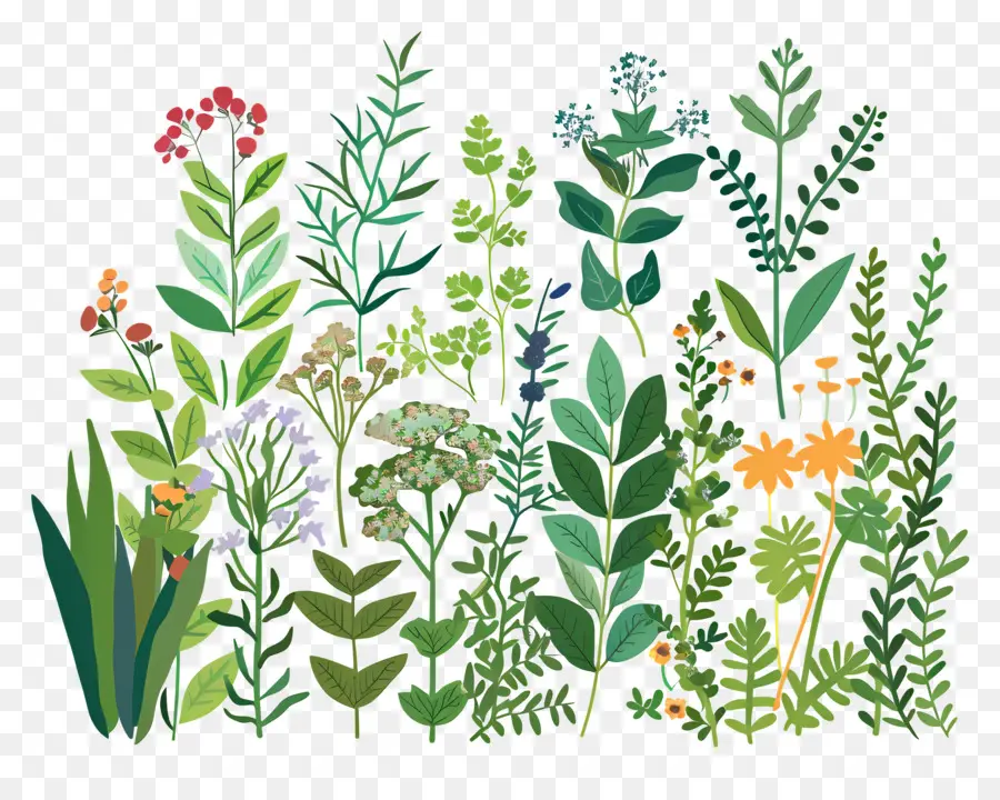 Jardin D'herbes Aromatiques，Fleurs PNG