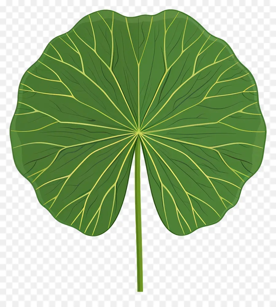 Feuille De Lotus，Feuille Verte PNG