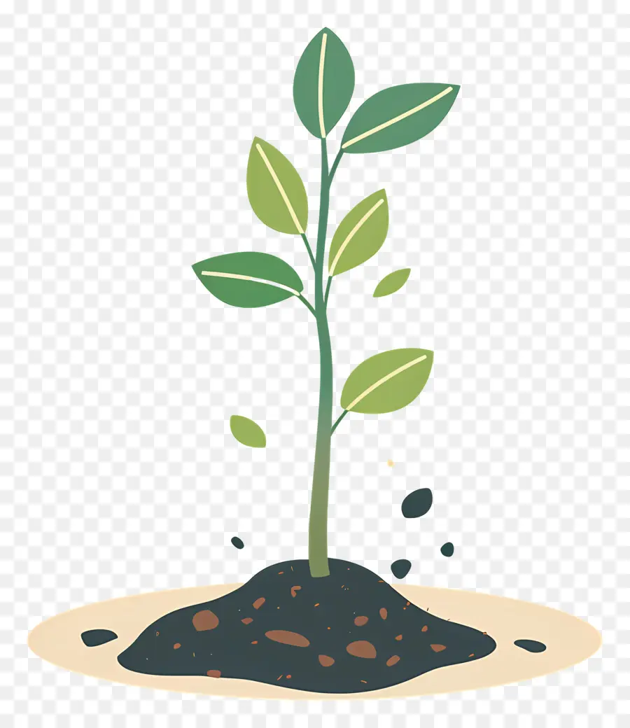 Germer，Plant PNG