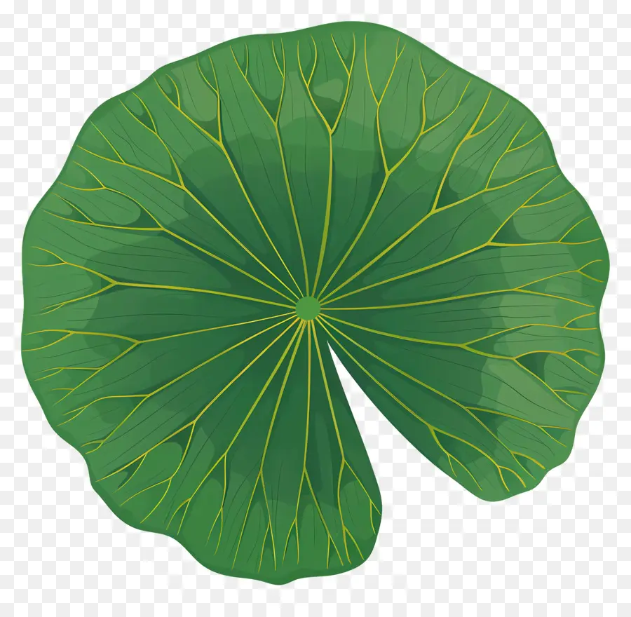 Feuille De Lotus，Nénuphar PNG