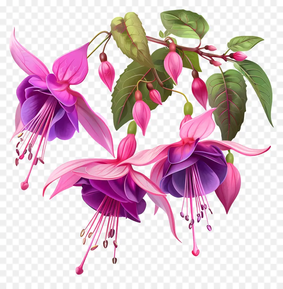 Fuchsia Fleurs，Fuchsia PNG