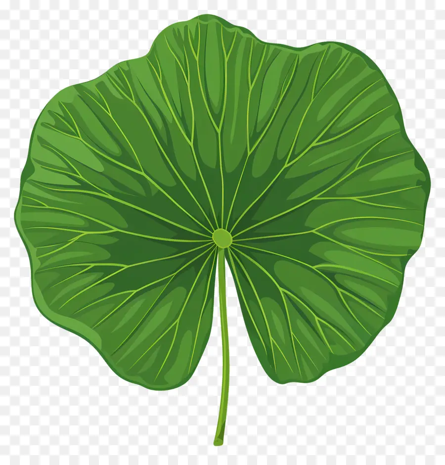 Feuille De Lotus，Feuille Verte PNG