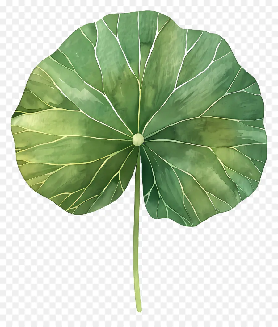 Feuille De Lotus，Feuilles De Lotus PNG