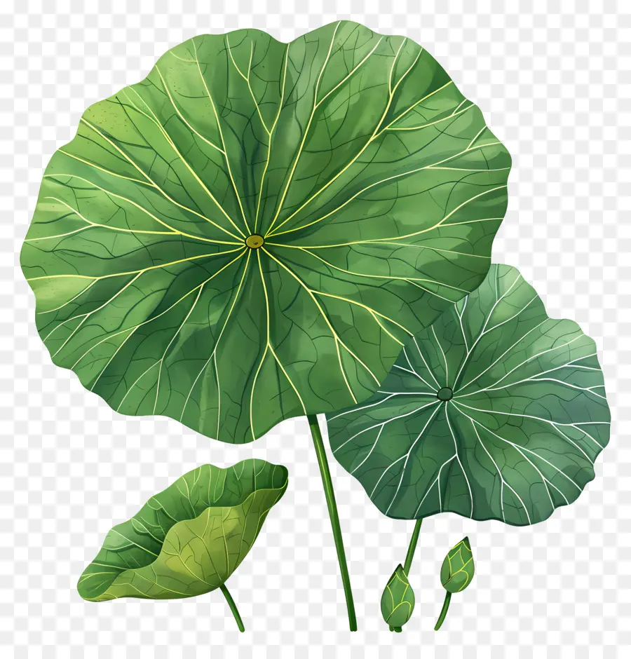 Feuille De Lotus，Feuilles Vertes PNG