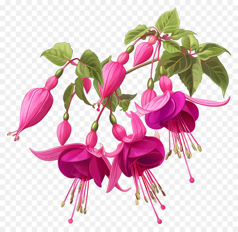 Fuchsia Fleurs，Usine Fuchsia PNG