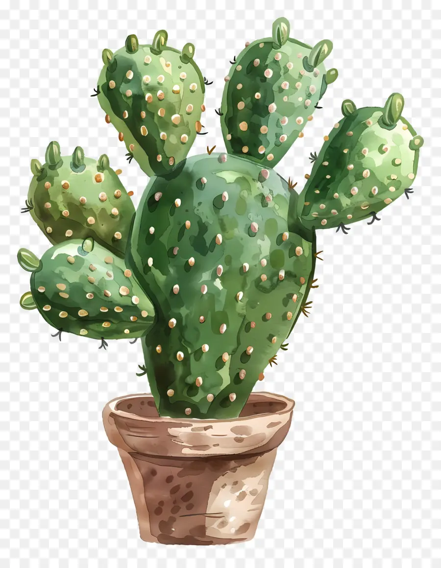 Cactus，Cactus PNG