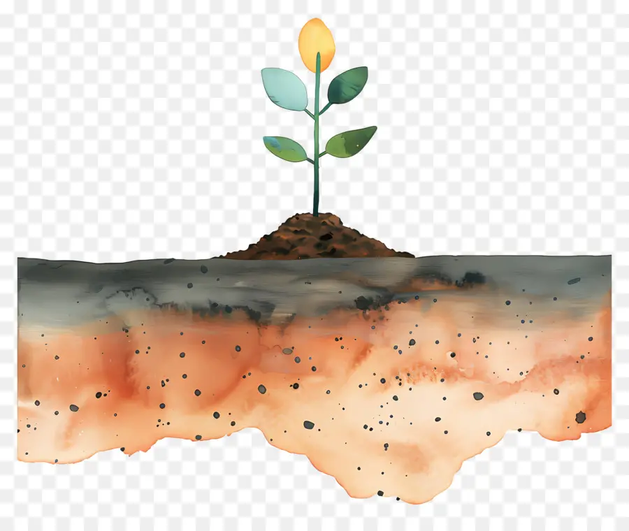 Sol，La Croissance De La Plante PNG