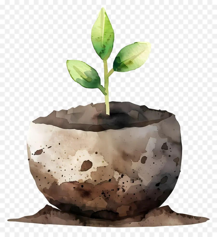 Sol，Petite Plante PNG