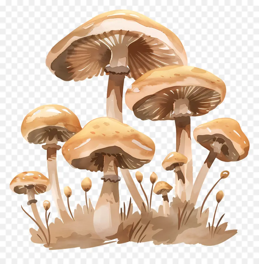 Champignons，Champignons Blancs PNG