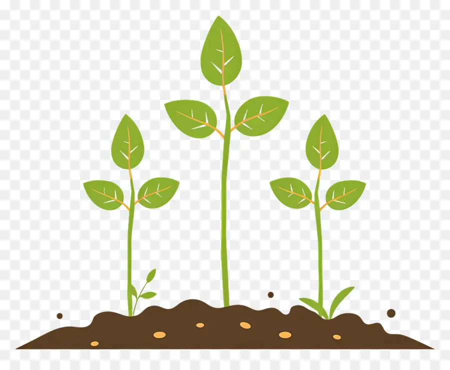 Germer，Plantes PNG