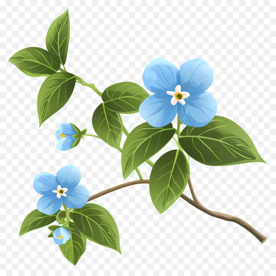 Fleurs Bleues，Branche PNG