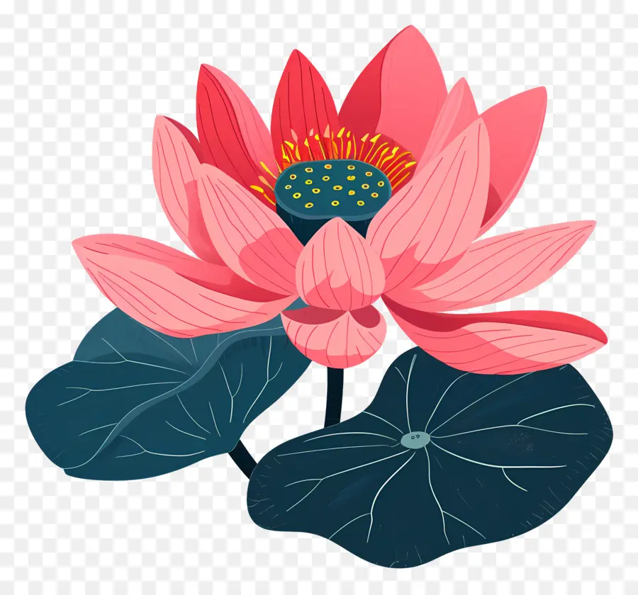 Fleur De Lotus，Rose PNG