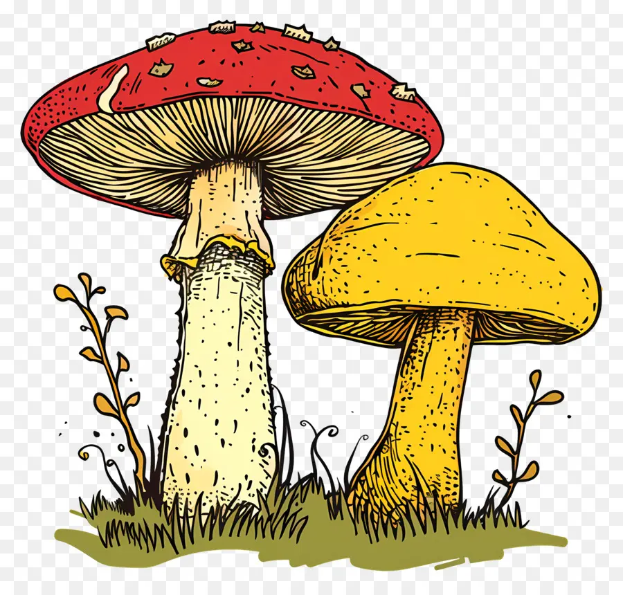 Champignons，Champignon Rouge PNG