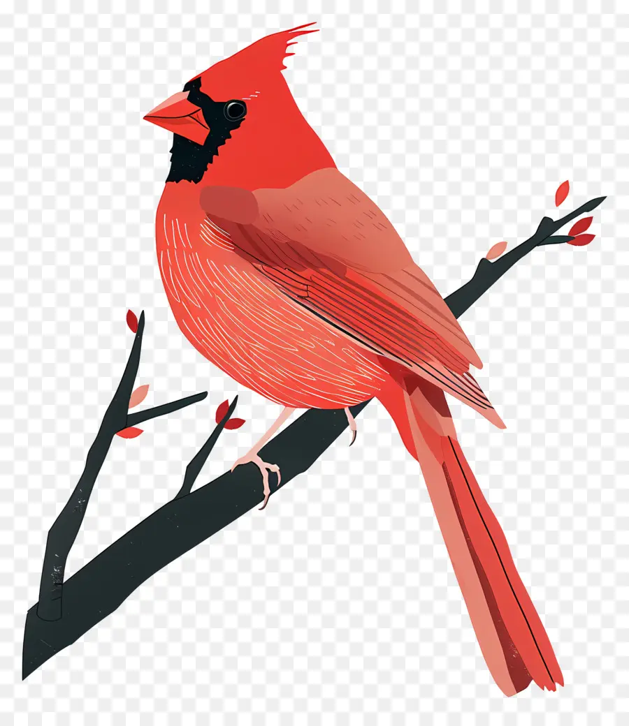 Le Cardinal Oiseau，Rouge Cardinal PNG