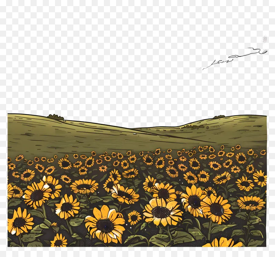 Champ De Tournesol，Tournesols PNG