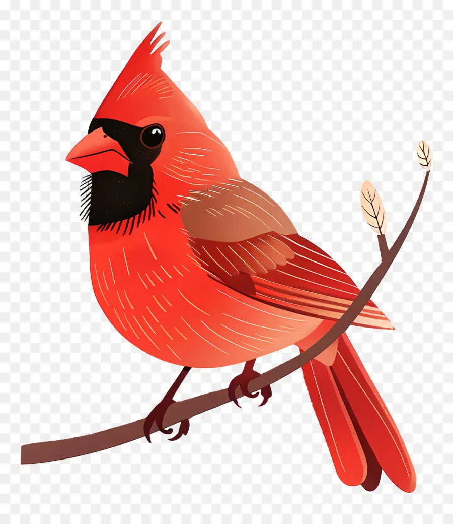 Le Cardinal Oiseau，Rouge Cardinal Oiseau PNG