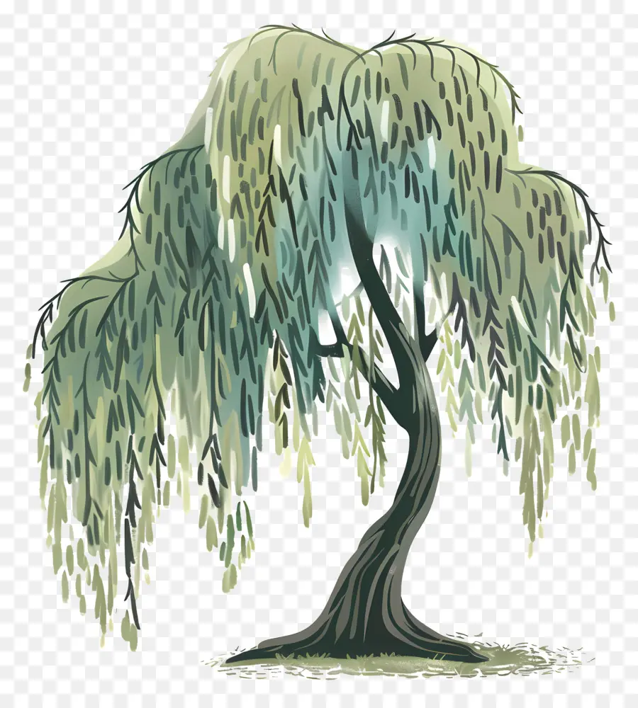 Saule，Willow à Willow PNG