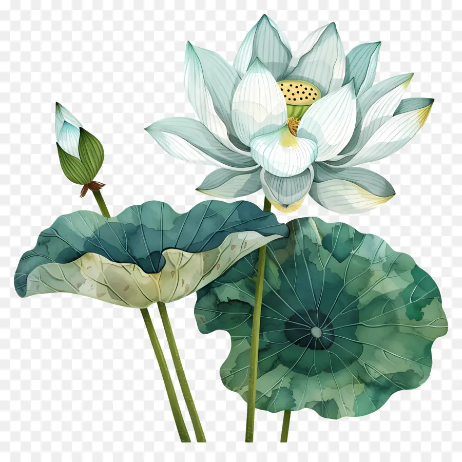 Fleur De Lotus，Fleur De Lotus Blanche PNG