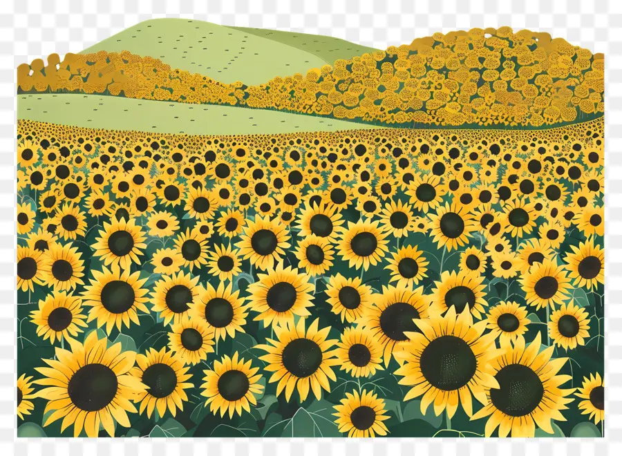 Champ De Tournesol，Tournesols PNG