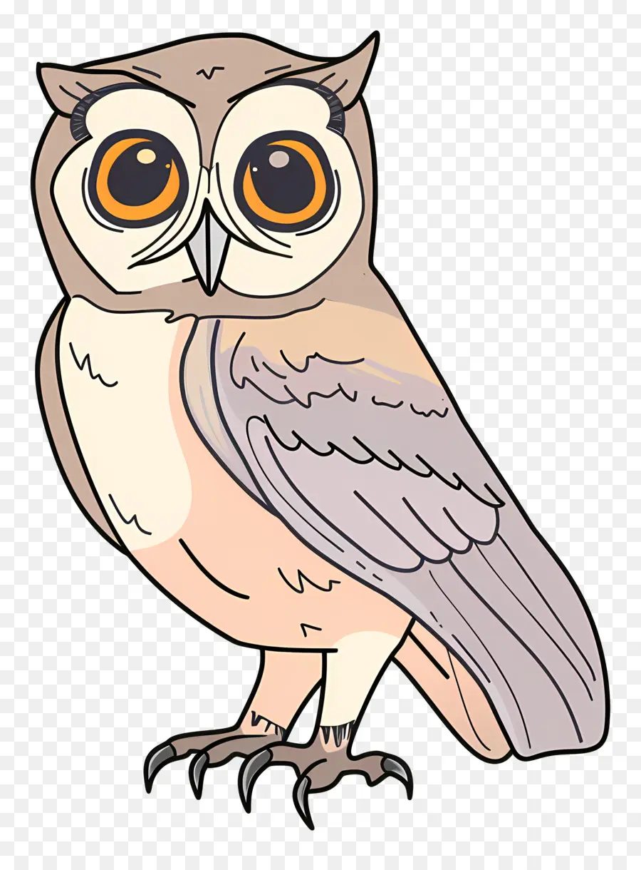 Cartoon Hibou，Chouette PNG