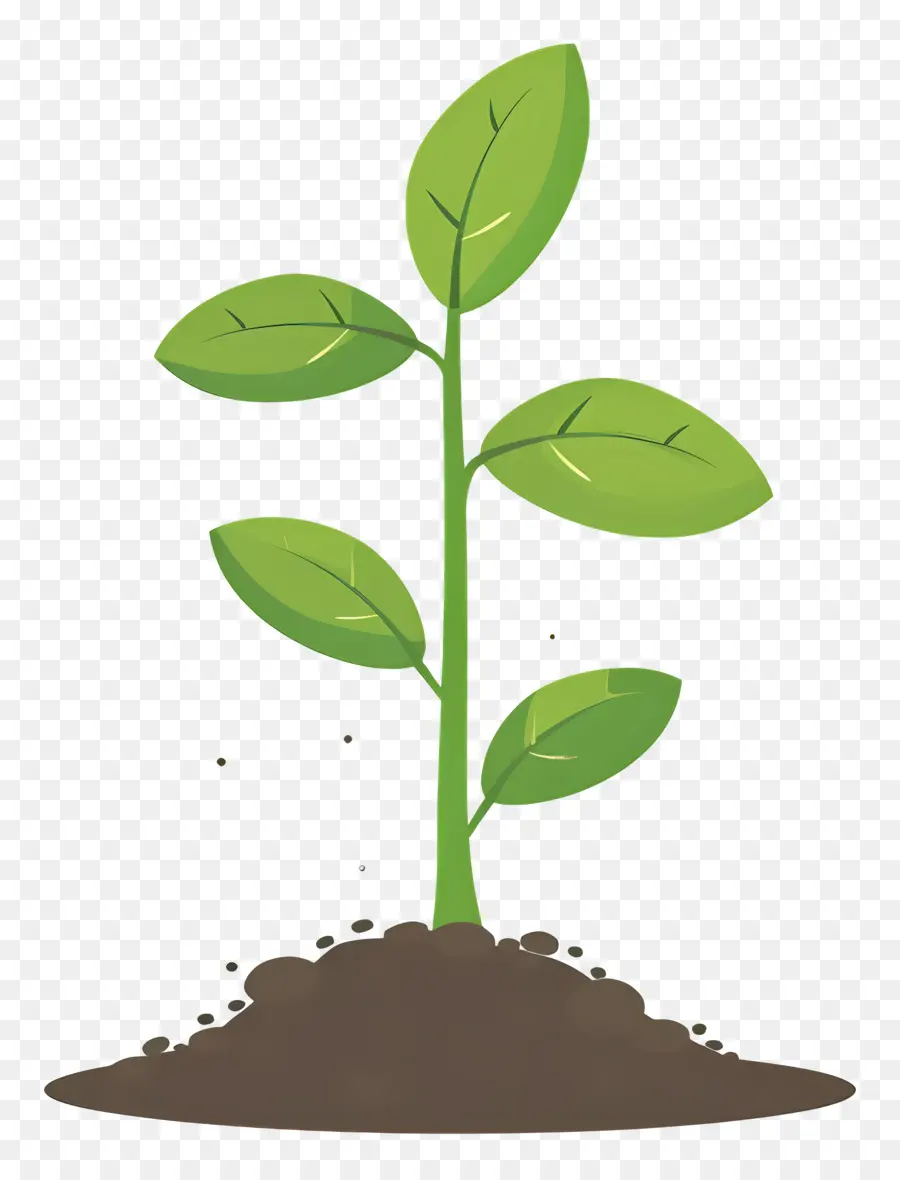 Plantées，Plante PNG