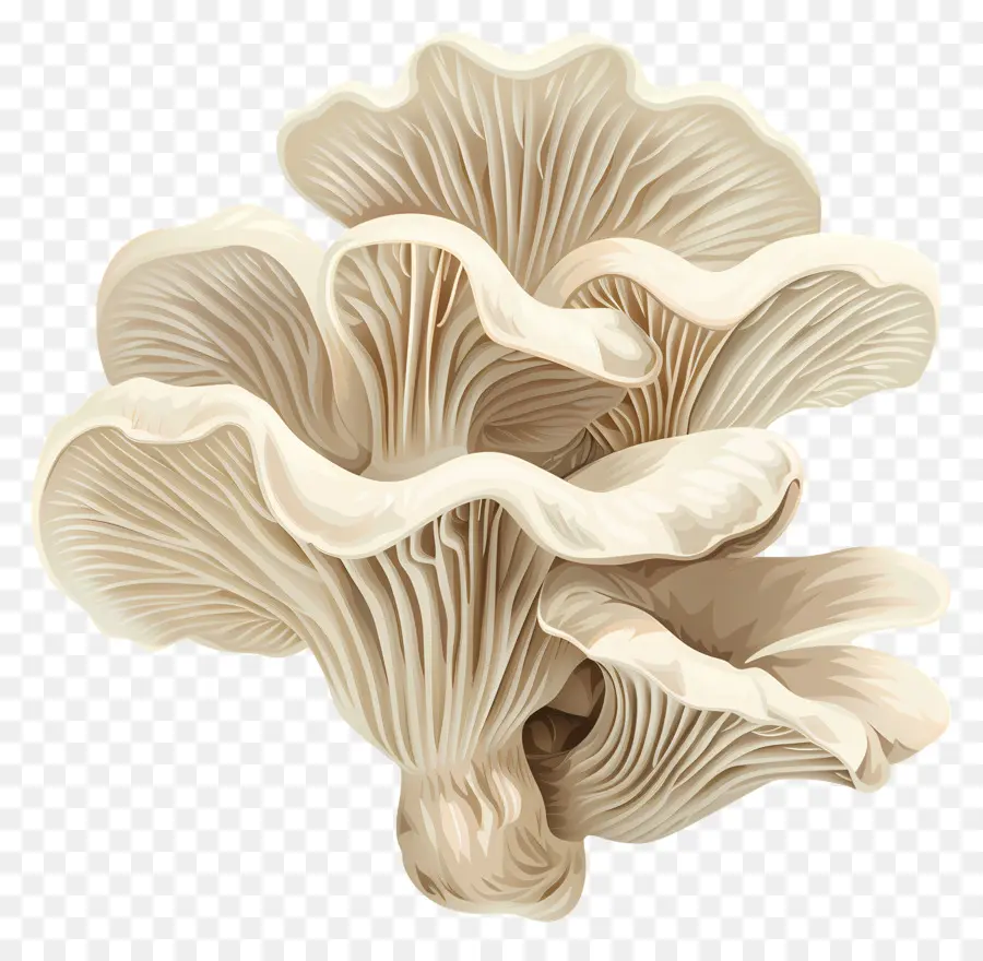 Les Pleurotes，Champignons PNG