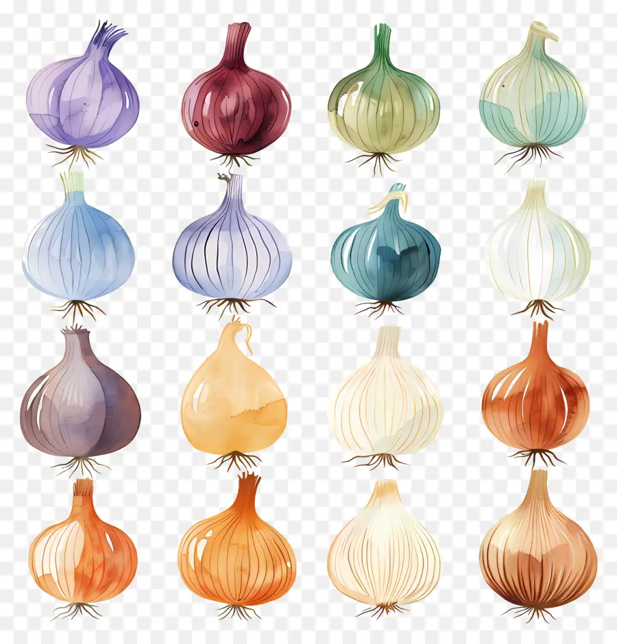 Oignon，Oignons Colorés PNG