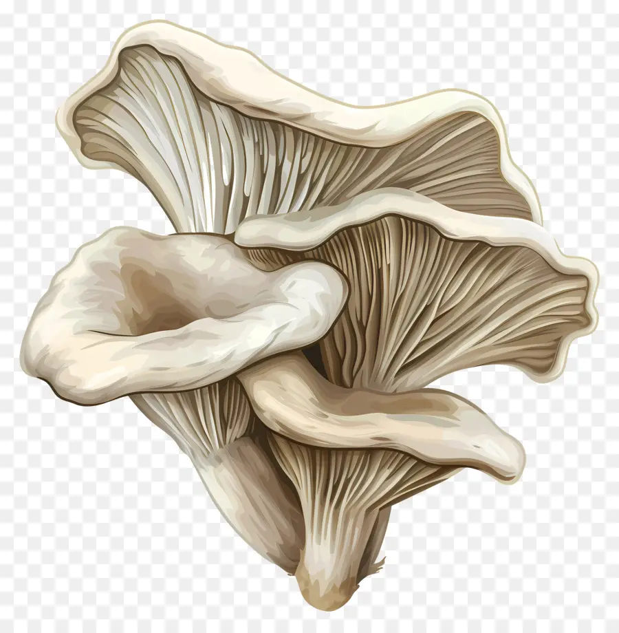 Les Pleurotes，Champignons PNG