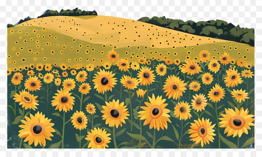 Champ De Tournesol，Tournesols PNG