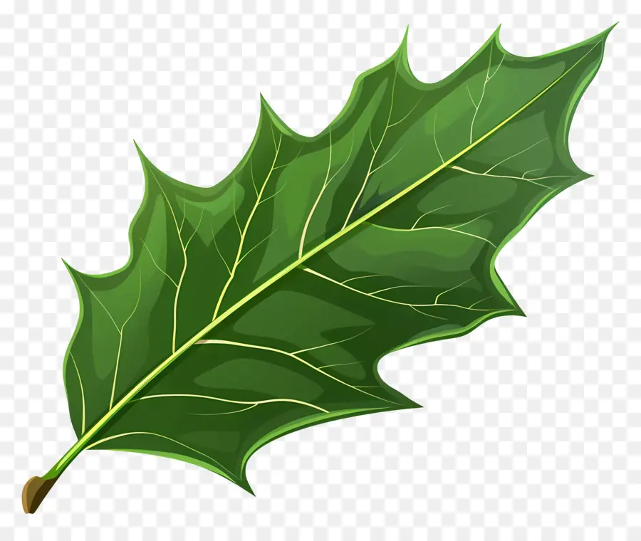 Feuille De Houx，Feuille Verte PNG