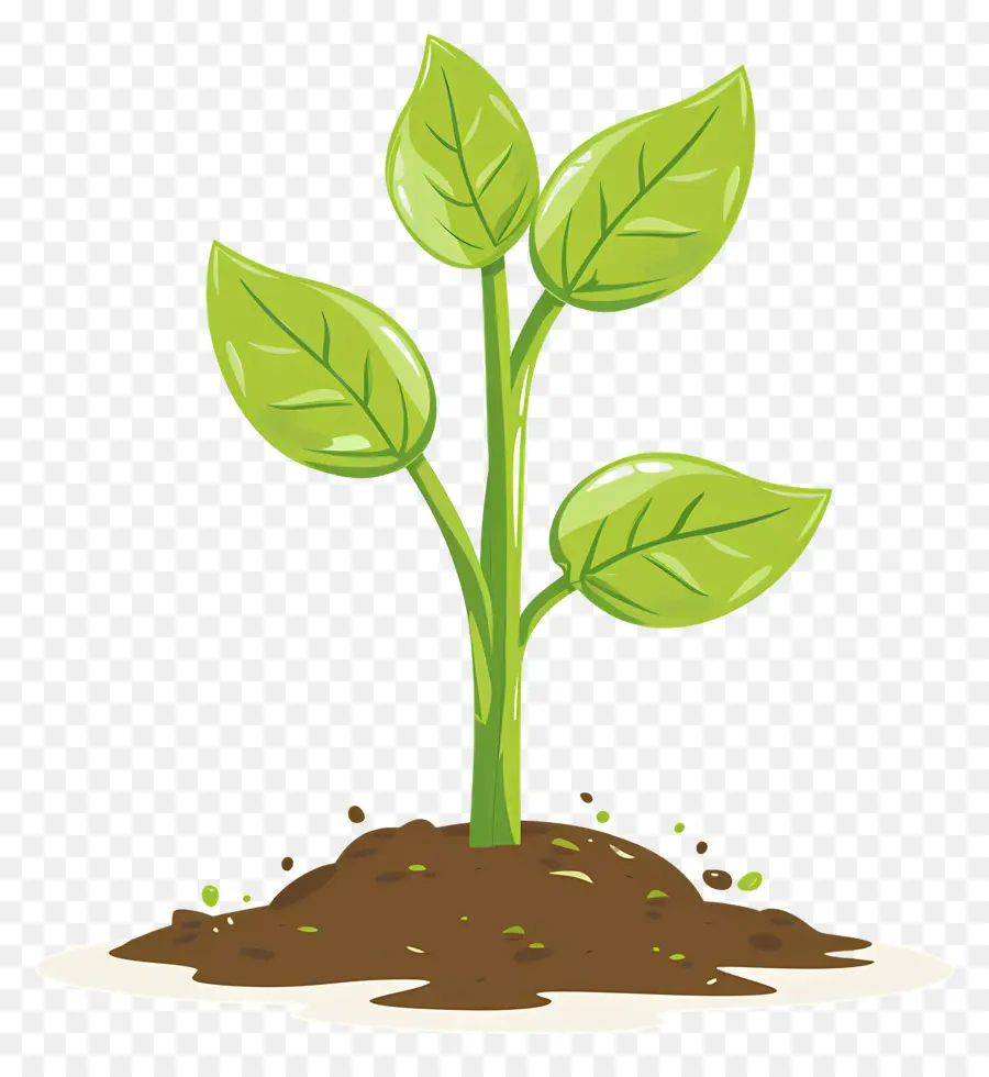 Plantées，Plante PNG