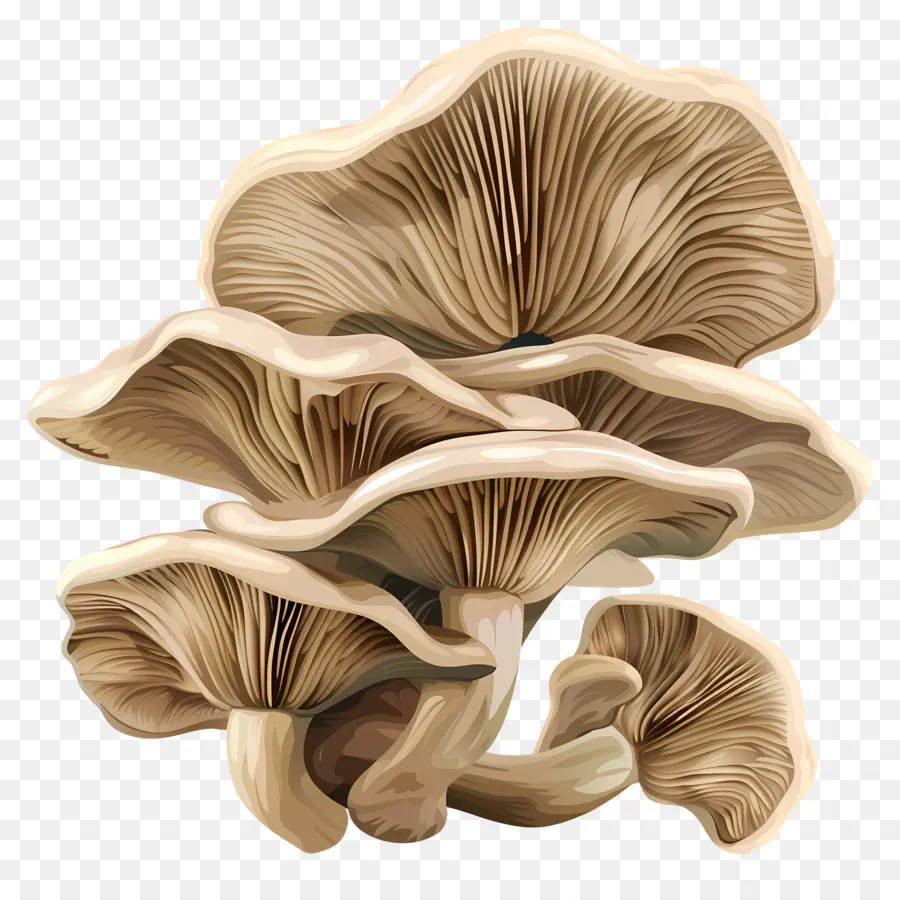 Les Pleurotes，Champignons PNG