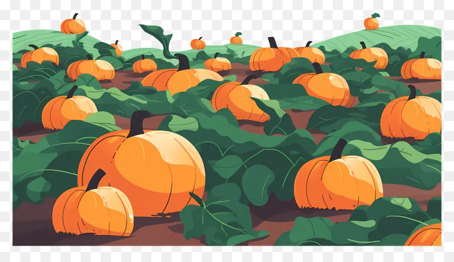 Citrouilles，Citrouilles PNG