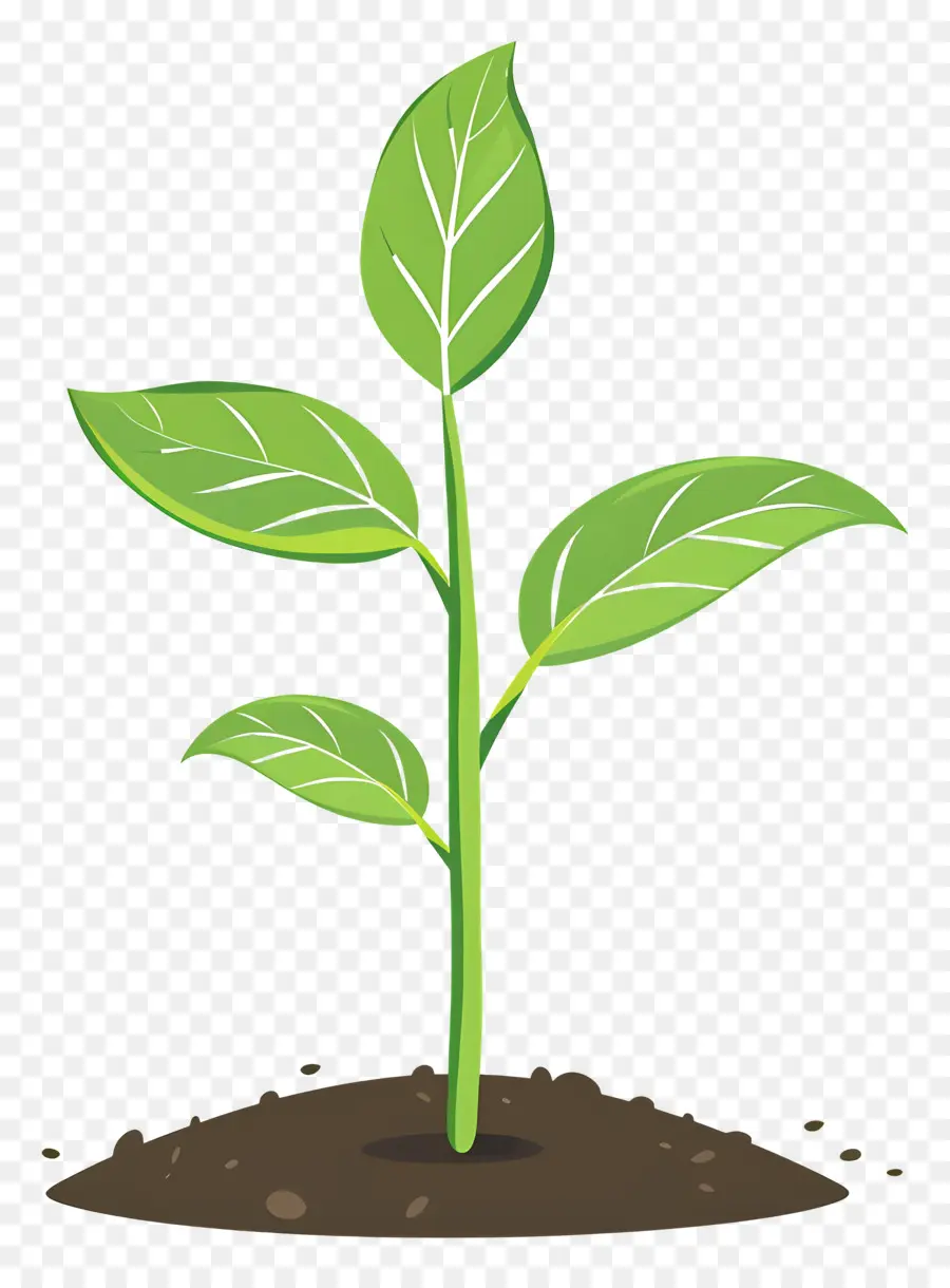 Plantées，Plante Saine PNG