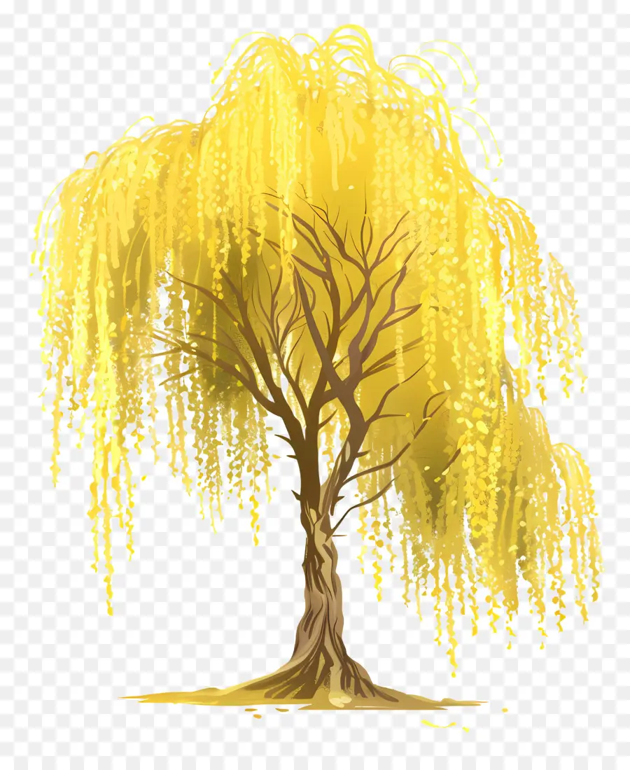 Saule，Willow à Willow PNG