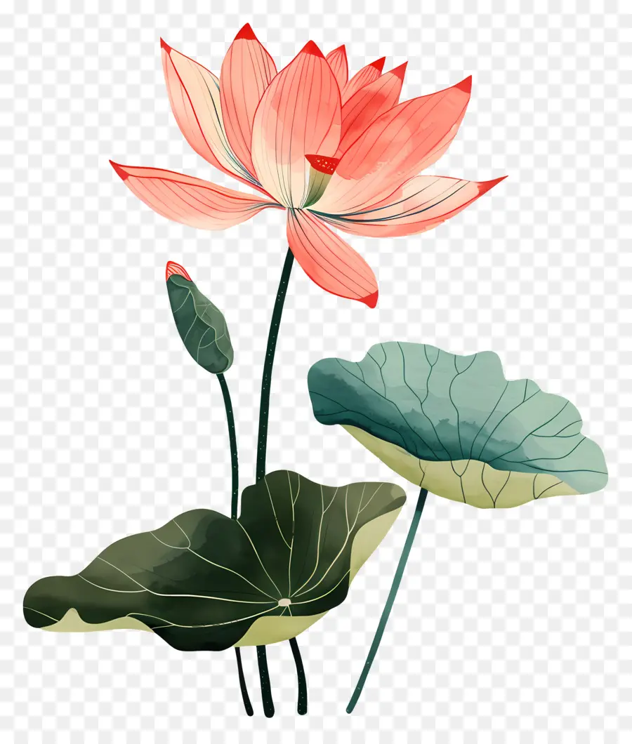 Fleur De Lotus，Lotus Rose PNG