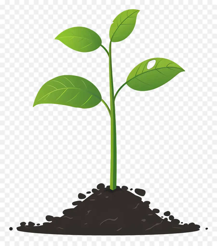 Plantées，Plante Verte PNG