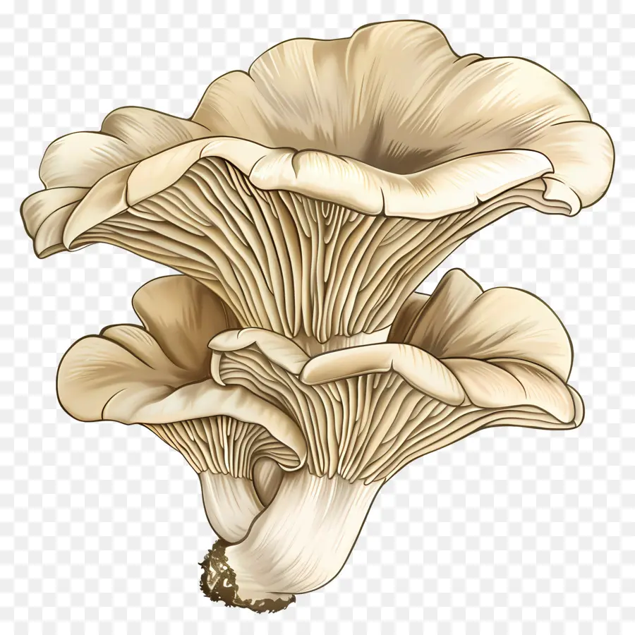 Les Pleurotes，Champignons PNG